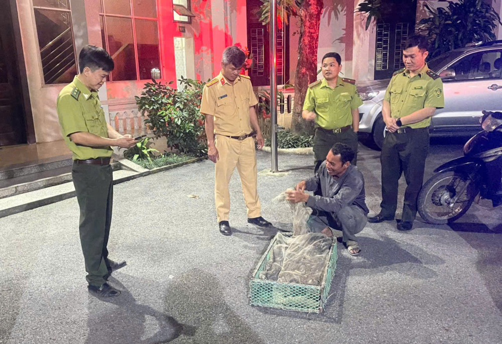 Ninh Bình: Kiểm tra, phát hiện vụ vận chuyển 360 cá thể chim hoang dã trái phép 1